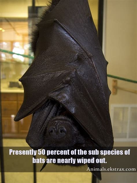 15 Interesting Facts About Bats