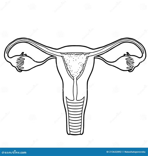 Healthy Beauty Female Reproductive System Vector Illustration Stock