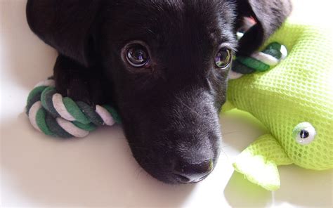 Labrador Puppy Dog Face Eyes Sadness Wallpaper Coolwallpapersme