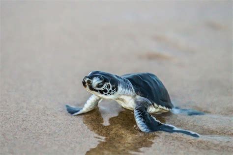 In Pictures Green Sea Turtles Make Their Journey To The Sea