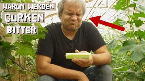 Sie ist nicht nur wohlschmeckend, sondern auch. Warum werden Gurken bitter? Ursachen für bittere Gurken im ...