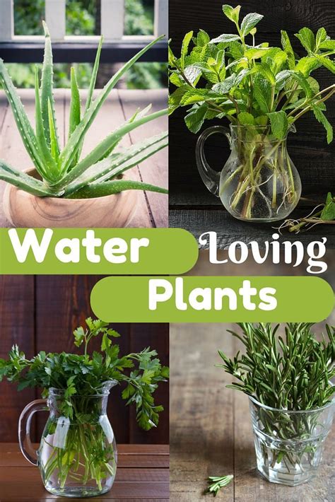 Caladium doesn't require much attention. Water Loving Plants | Plants grown in water, Plants, Water ...