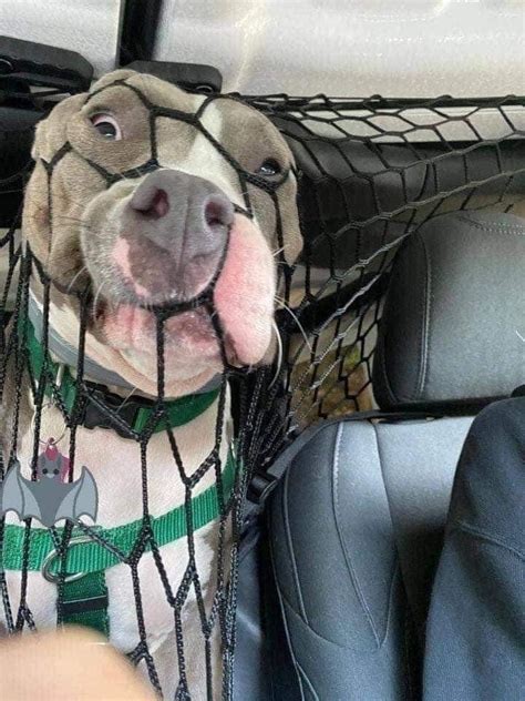 She Put A Net In The Car So Her Dog Wouldnt Distract Her While Driving