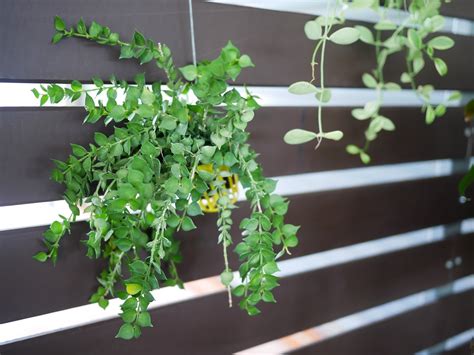 These plants need little to no sun light! Low Light Plants - Popular Indoor Hanging Plants for Low Light