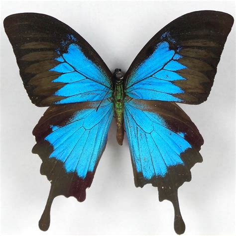 Papillon information including personality, history, grooming, pictures, videos, and the akc breed standard. Taxidermie papillon Ulysse ou Empereur bleu sous verre ...