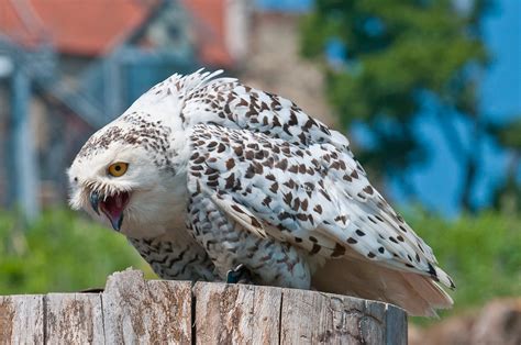 In kombi mit der greifvogelschau ein sehr schöner ausflug. Greifvogelschau auf der Riegersburg 8 Foto & Bild | tiere ...