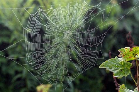 Black widow spiders are not usually deadly, especially to adults, because they inject only a small use a vacuum cleaner to remove webs, spiders and their egg sacs. Bionics: steel-strength from spider webs as inspiration ...