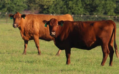 20 Purebred Cows - Red Angus For Sale in Klondike, Texas ...