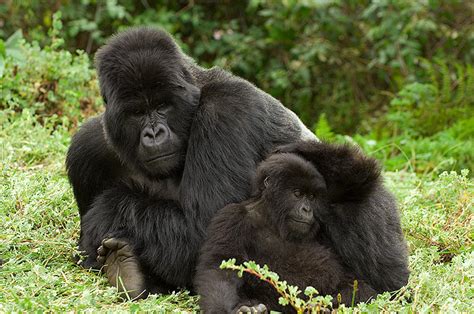 Gorila Oriental Características Qué Come Dónde Vive