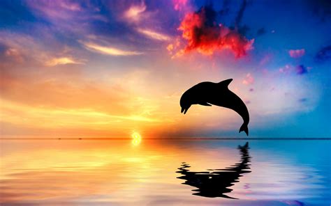 Reflection Sunset Dolphin 2k Ocean Silhouette Dolphin Jump Jump