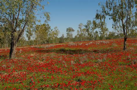 Top 10 Places To See Israels Spring Flowers Israel21c