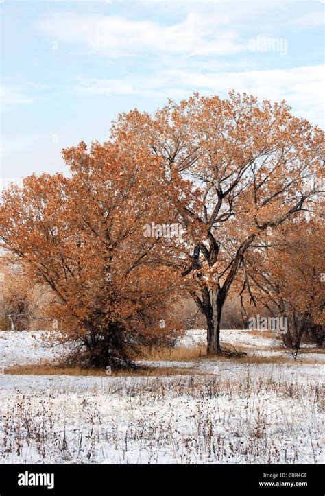 Cottonwood Trees In Fall Foliage Stock Photo Alamy