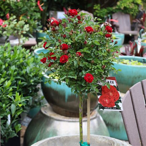 Red Sunblaze Miniature Rose Tree Form Garden Goods Direct
