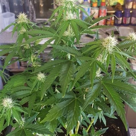 Dutch Passion Cbd Auto White Widow Grow Journal By Kelvis25 Growdiaries