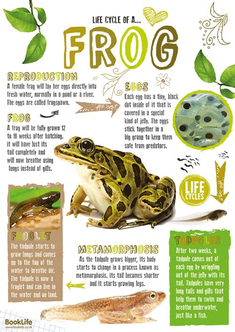 Frogspawn To Frog School Poster Booklife