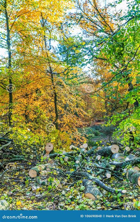 Forest With Large Beech Trees Fagus Sylvatica During Autumn In