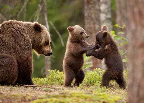 Nature Animals Bears Forest Trees Playing Baby Animals Wallpapers