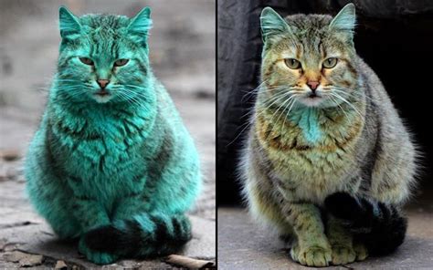 Green Cat Of Bulgaria