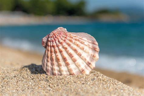 Vacances à la plage: Peut-on ramener des coquillages?!?