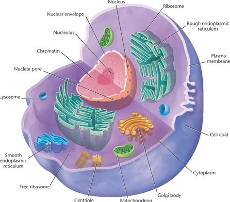 You can also view the interactive cell membrane in full screen. Animal Cell Diagram Labeled cakepins.com | Animal cells ...
