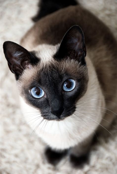 Blue Eyes By Miu Miu 500px Gato Siamês Gatos Bonitos Gatos