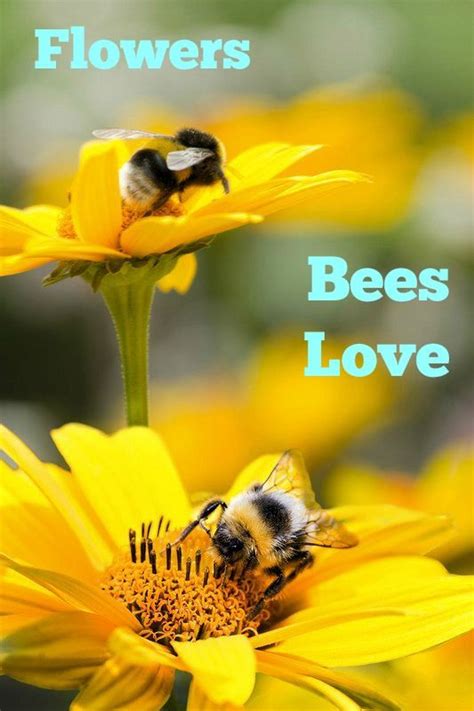 Read more about what's flowering and looking loveliest right now. flowers that attract bees | Bee on flower, Bee, Bee garden