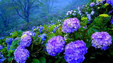 Check spelling or type a new query. Hydrangea s wallpaper | 1920x1080 | #23179