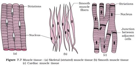 Smooth muscle lines the inside of blood vessels and organs, such as the stomach, and is also known as visceral muscle. NCERT Class XI Biology: Chapter 7 - Structural ...
