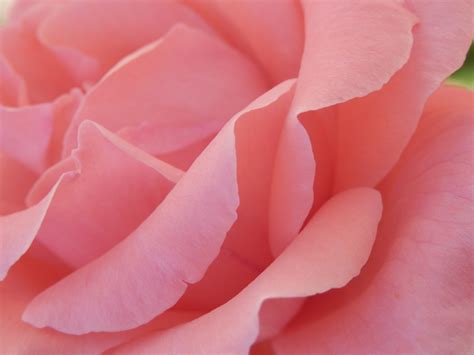 Pink Rose Petals Free Stock Photo Public Domain Pictures