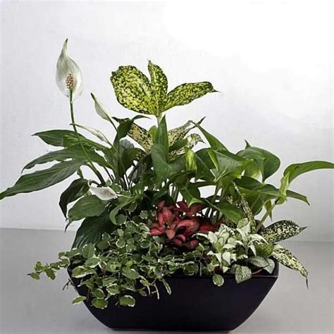 Star cactus plants are easy to grow and make an interesting part of a succulent or arid garden display. Mixed Indoor Plants In Basket Arrangement | Indoor plants ...