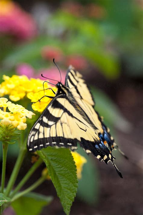 Yellow Swallowtail Butterfly Macro On Flowers By Brandon Alms