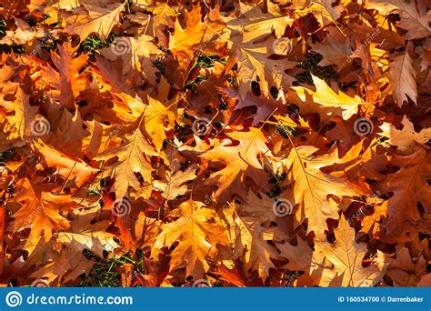 Golden Autumn Fall Leaves Background Stock Photo Image Of Outdoors