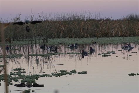 High Volume Duck Hunting In Argentina Huntourage