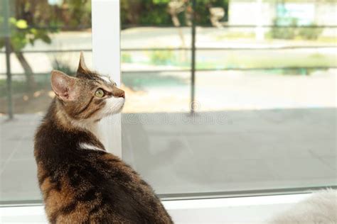 Cute Cat Sitting On Window Sill Stock Image Image Of Hair Friend