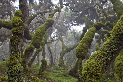 Harenna Forest Bale Mountains National Park Ethiopia Robin Moore