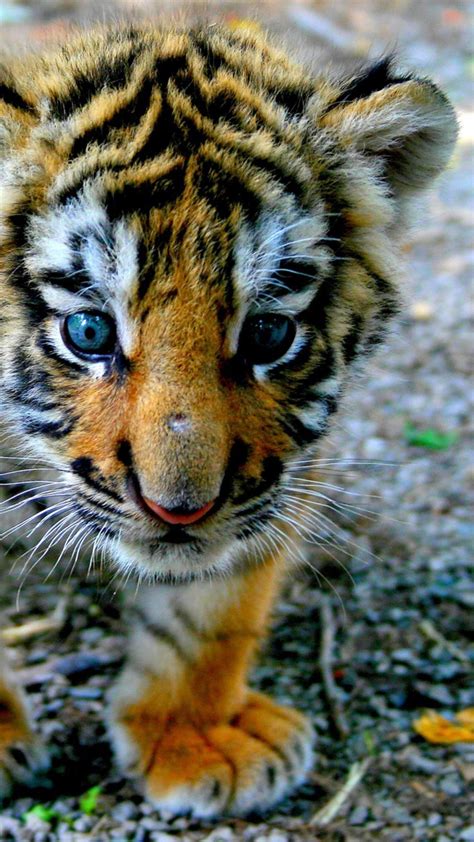 Baby Tiger Wallpaper For Iphone 6 Plus