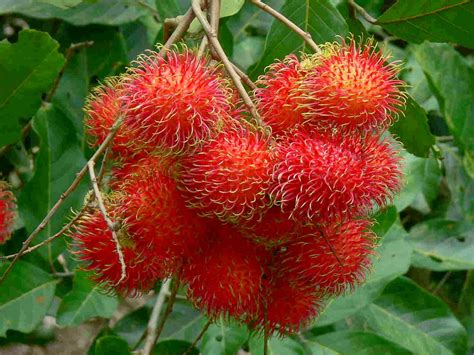 The rambutan fruit, nephelium lappaceum, is an exotic fruit that is highly prized in southeast asia, india, indonesia, the philippines, and malaysia. 10 Great Health Benefits Of Rambutan Fruit - Biggies Boxers