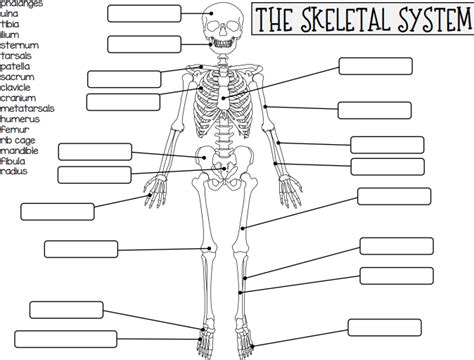 Chapter 17 The Skeletal System Diagram Quizlet