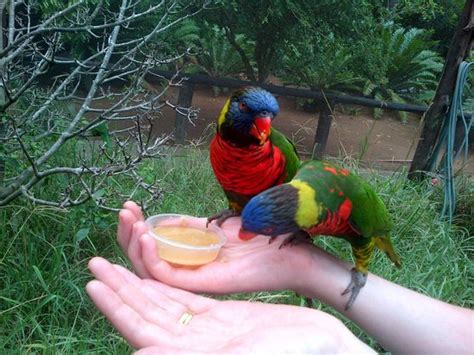 Umgeni River Bird Park Durban 2021 All You Need To Know Before You