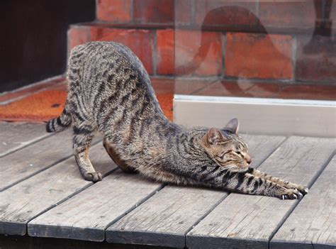 Yoga Cat Cat Yoga I Love Cats Cat Stretch