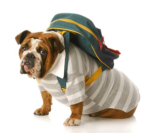 Pet food warehouse is your source for pet supplies, grooming supplies & pet products that you won't find at the average store. Keep Your Pet Entertained this Back To School Season ...