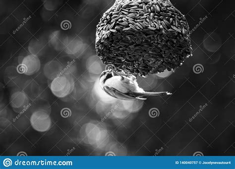 Black And White Warbler Bird Feeding On Bird Feeder Stock Image Image
