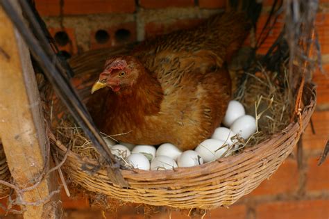 Do Hens Need Nesting Boxes To Lay Eggs Small Pet Select