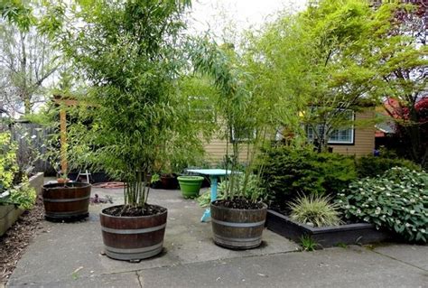 Love the unusual placement of the bamboo fencing: Clumping bamboo landscape - privacy screen and decoration ideas