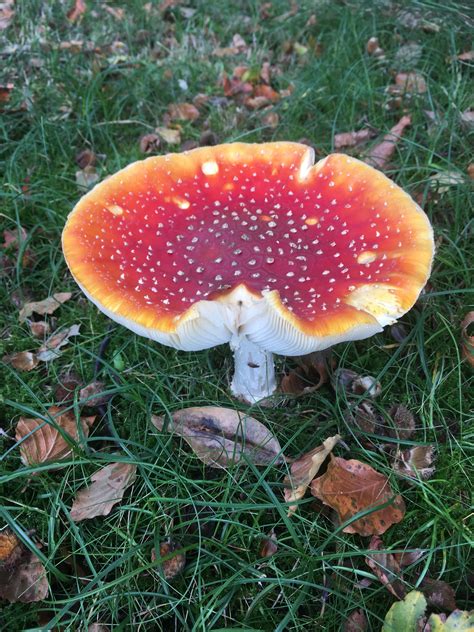 Autumn Mushrooms And Shades Of Red And Gold