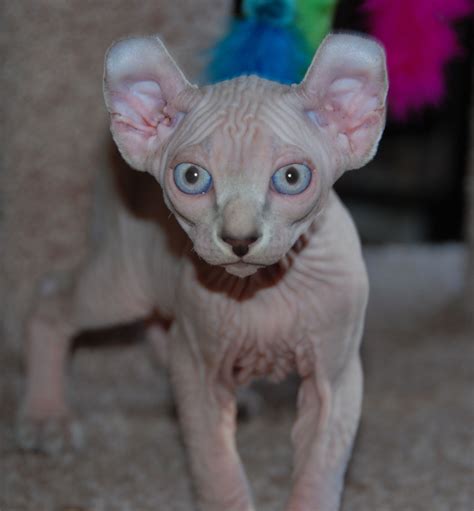 Elf Cat Hairless Cat Breeds Pets Lovers