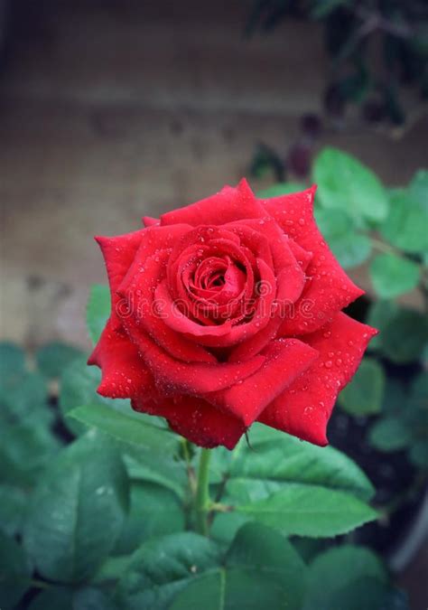 Liity facebookiin ja pidä yhteyttä käyttäjän la belle rose rouge ja muiden tuttujesi kanssa. La Belle Rose De Rouge De Bouton De Rose Avec Des Gouttes De L'eau Sur Le Fond Du Vert Part Dans ...