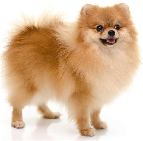 Pomeranian Pomeranian Puppy Pomeranian Dog Cute Baby Dogs