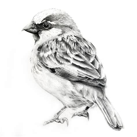 Sparrow Illustration Pencil Sparrow Illustration Pencil