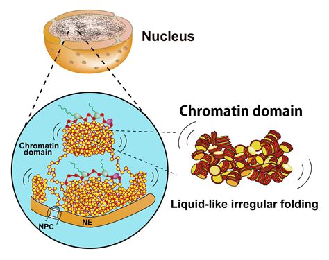 liquid like behavior of chromatin national institute of genetics